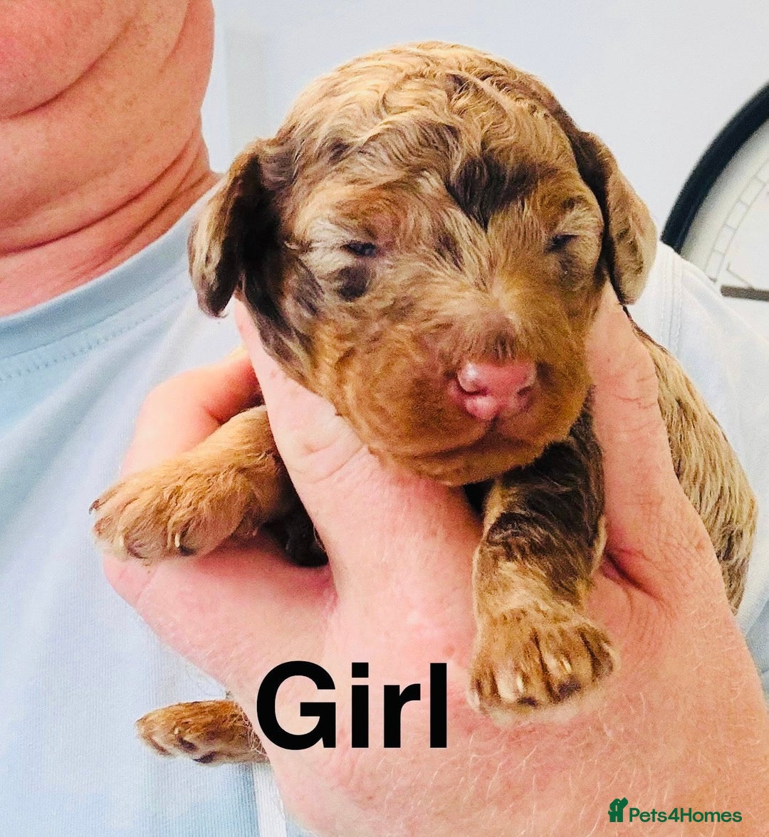 Cockapoo dogs for sale: DNA tested cockapoo puppies ready 27th October - Image 3