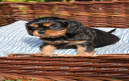 Cavalier King Charles Spaniel dogs for sale: Purebred Cavalier King Charles Spaniel Puppies - Image 5