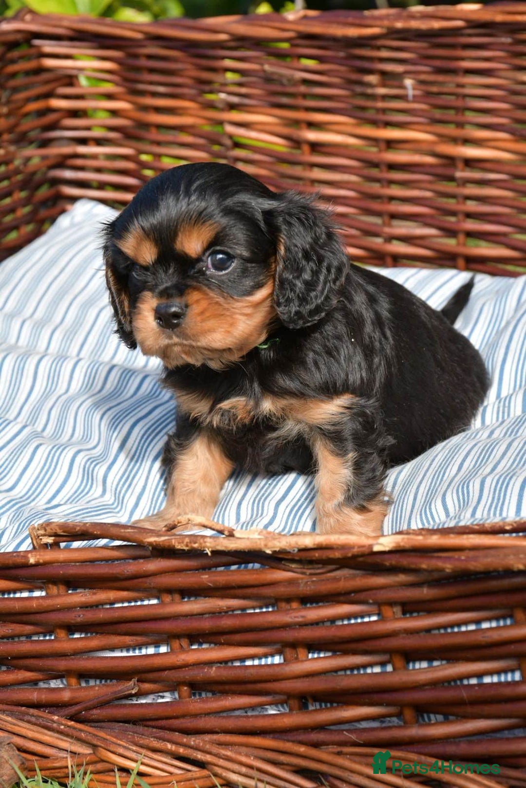 Cavalier King Charles Spaniel dogs for sale: Purebred Cavalier King Charles Spaniel Puppies - Image 5