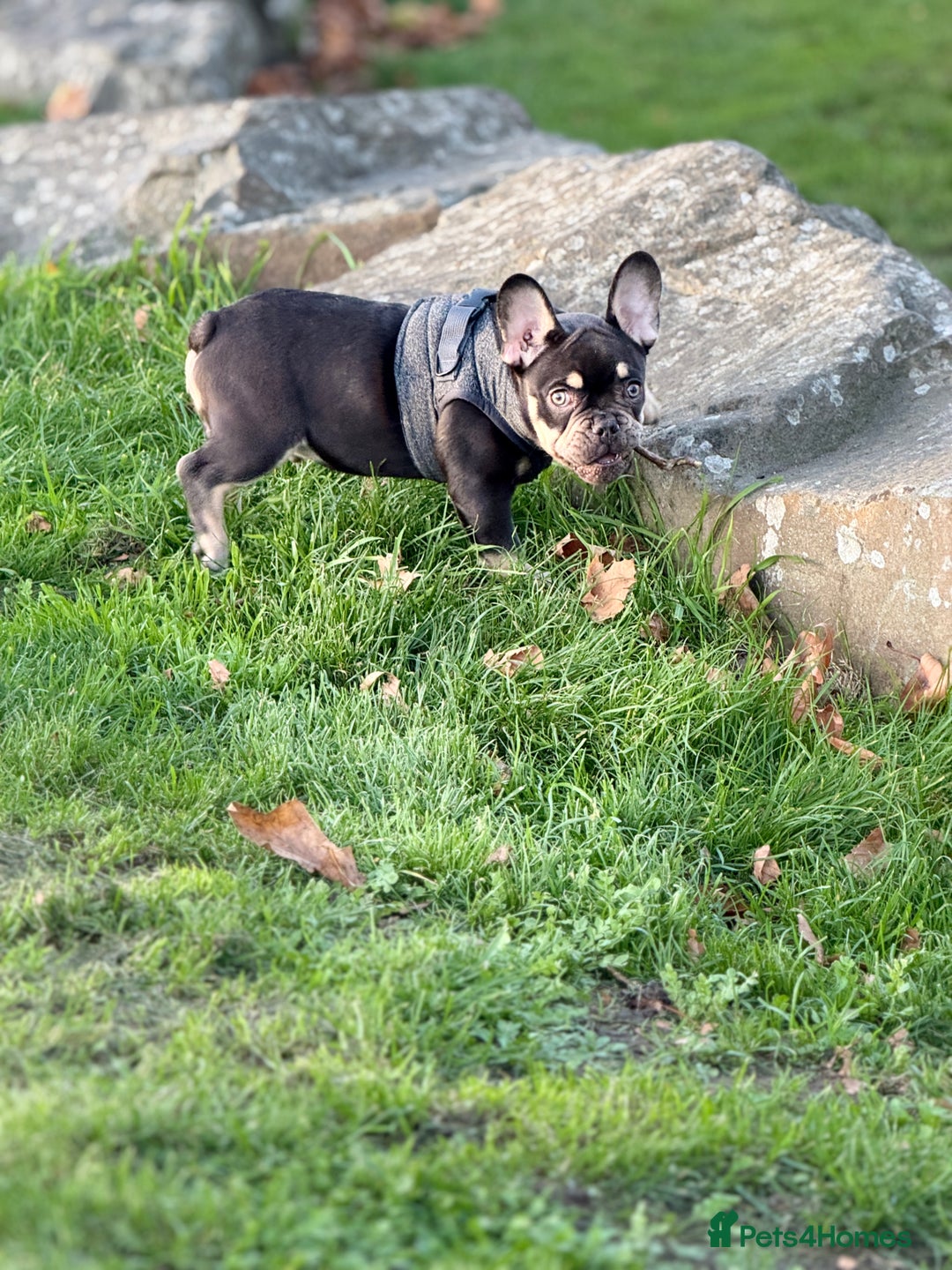 French Bulldog dogs for sale: bulldog franchie - Advert 9