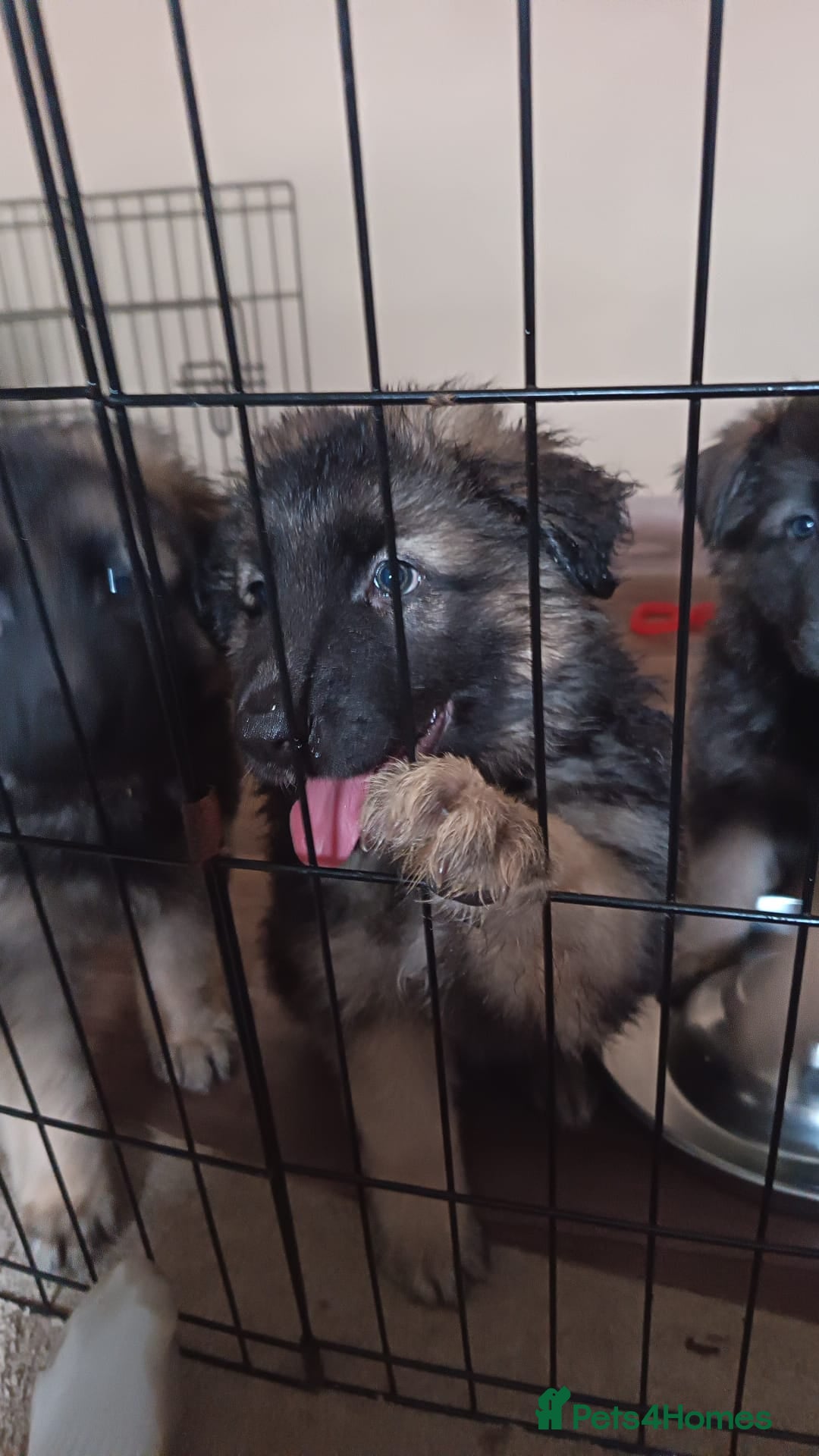 German Shepherd dogs for sale: German Shepherd puppies - Image 20