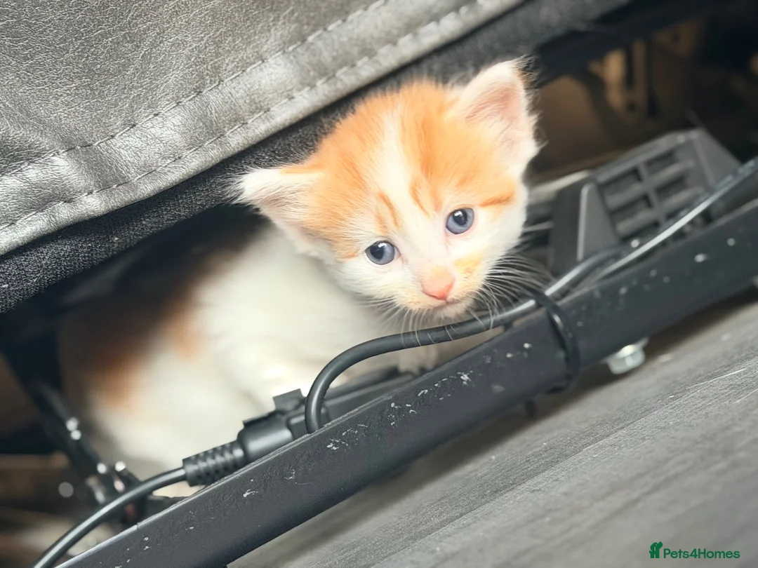 Mixed Breed cats for sale: 2 x ginger boys  - Advert 2