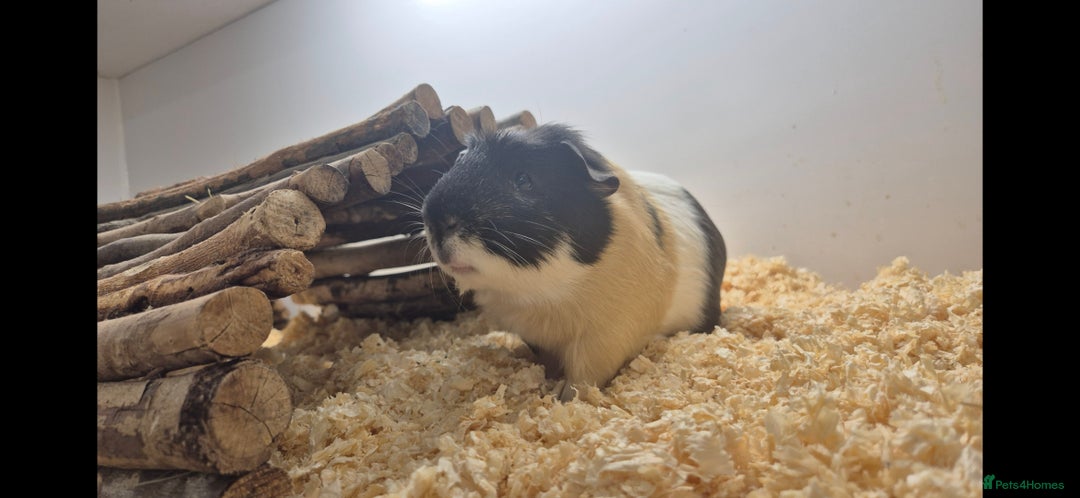 Guinea Pig rodents for sale: Mr Bean - Advert 5