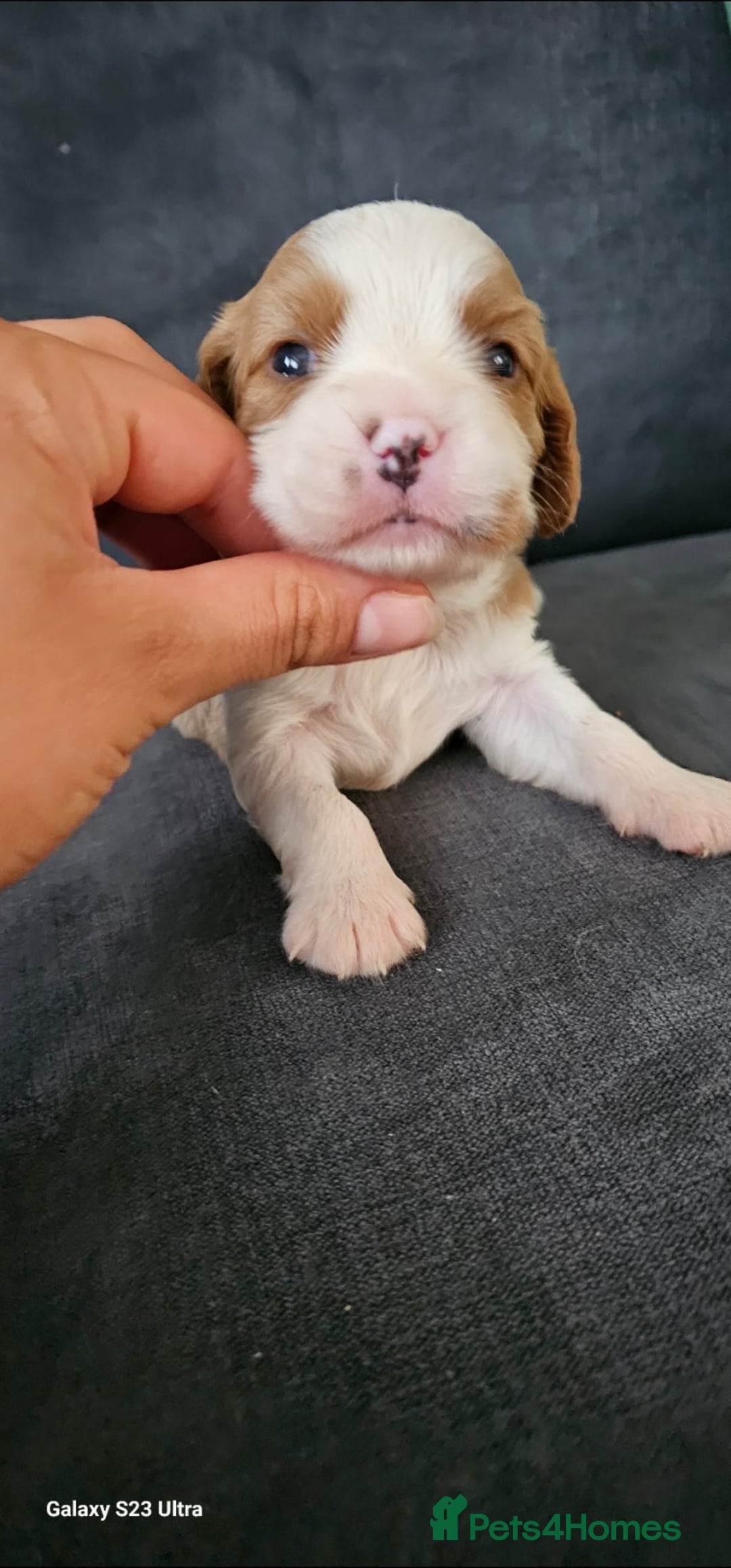 Cavalier King Charles Spaniel dogs for sale: Cavalier king Charles spaniel - Image 8
