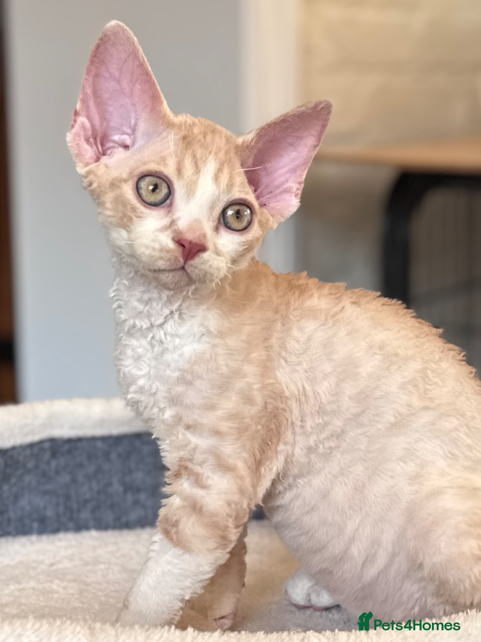 Devon Rex cats Fantastic pedigree Devon Rex kittens  - Advert 4
