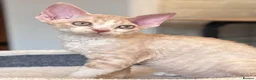 Devon Rex cats for sale: Fantastic pedigree Devon Rex kittens  - Advert 3