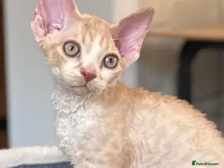 Devon Rex cats Fantastic pedigree Devon Rex kittens - Advert 4