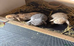 Mini Lop rabbits for sale: Pure mini lop in Blackwood - Image 1