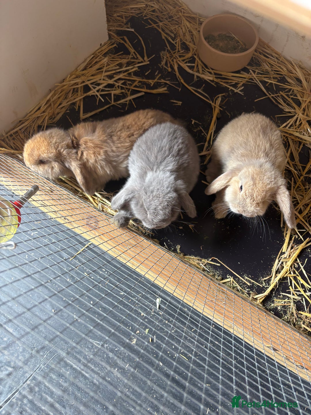 Mini Lop rabbits for sale: Pure mini lop in Blackwood - Image 1