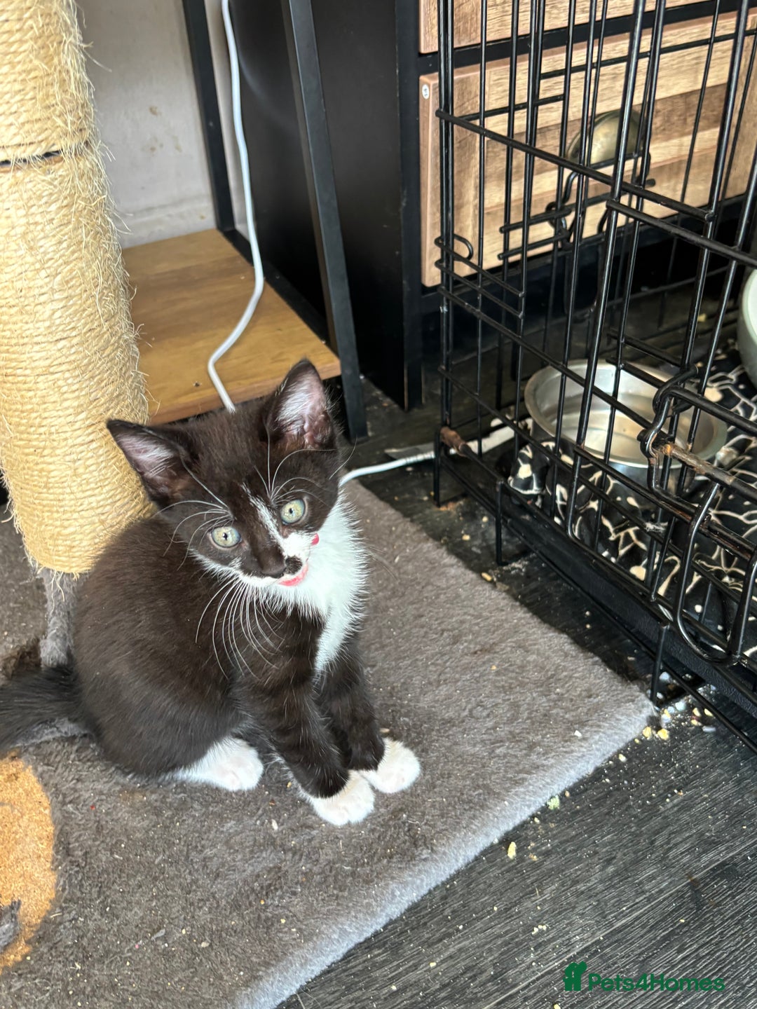 Mixed Breed cats for sale: Adorable kitten - Image 12