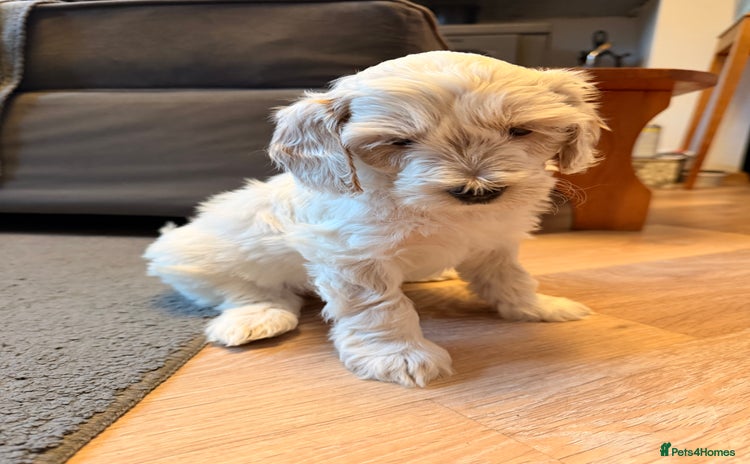 Australian Labradoodle dogs 6 Gorgeous Australian Labradoodle Puppies  - Advert 10