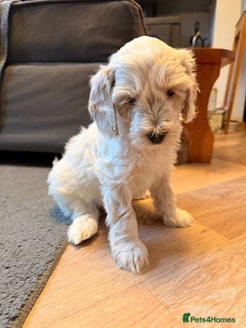 Australian Labradoodle dogs 6 Gorgeous Australian Labradoodle Puppies - Advert 1