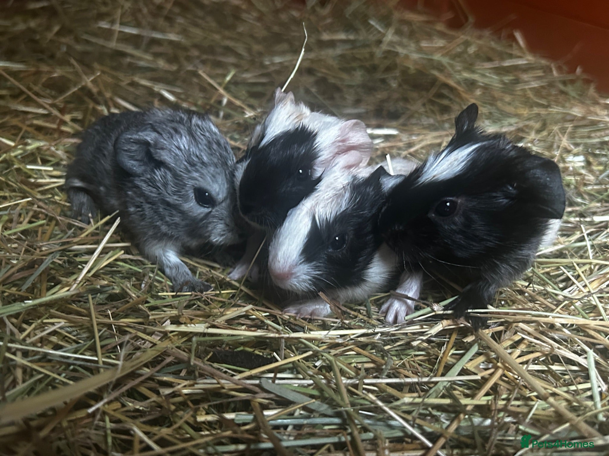 Guinea Pig rodents New litter Guinea pig babies ready august  - Advert 1