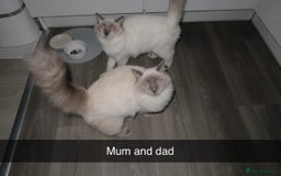 Ragdoll cats for sale: Bluepoint ragdolls  - Image 14