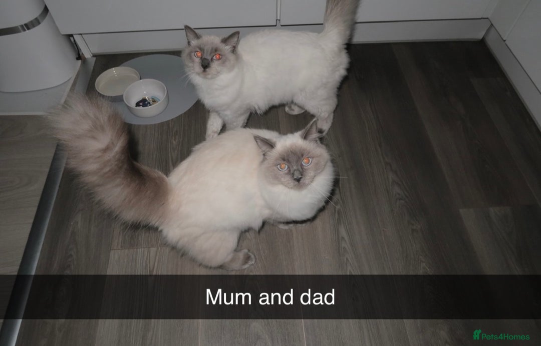 Ragdoll cats for sale: Bluepoint ragdolls  - Image 14