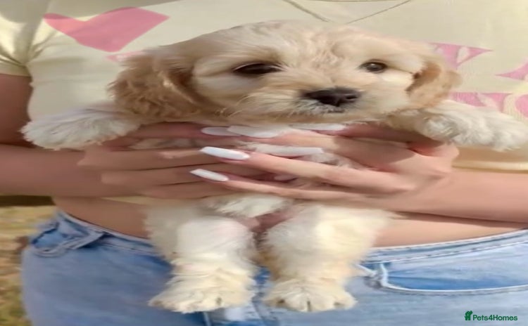 Cavapoo dogs - Advert 1