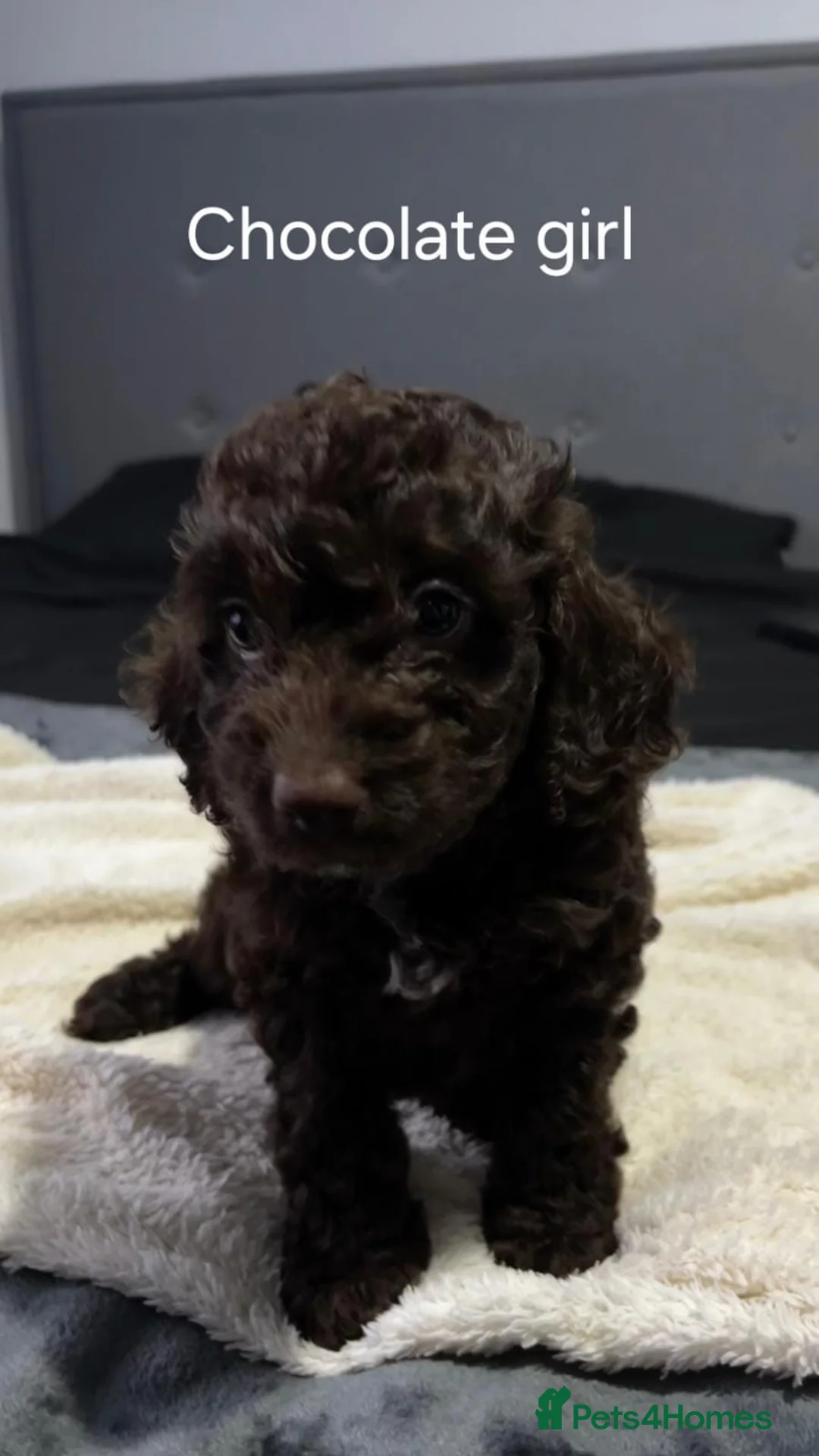 Cockapoo dogs for sale: F2 Cockapoo puppies  - Advert 5