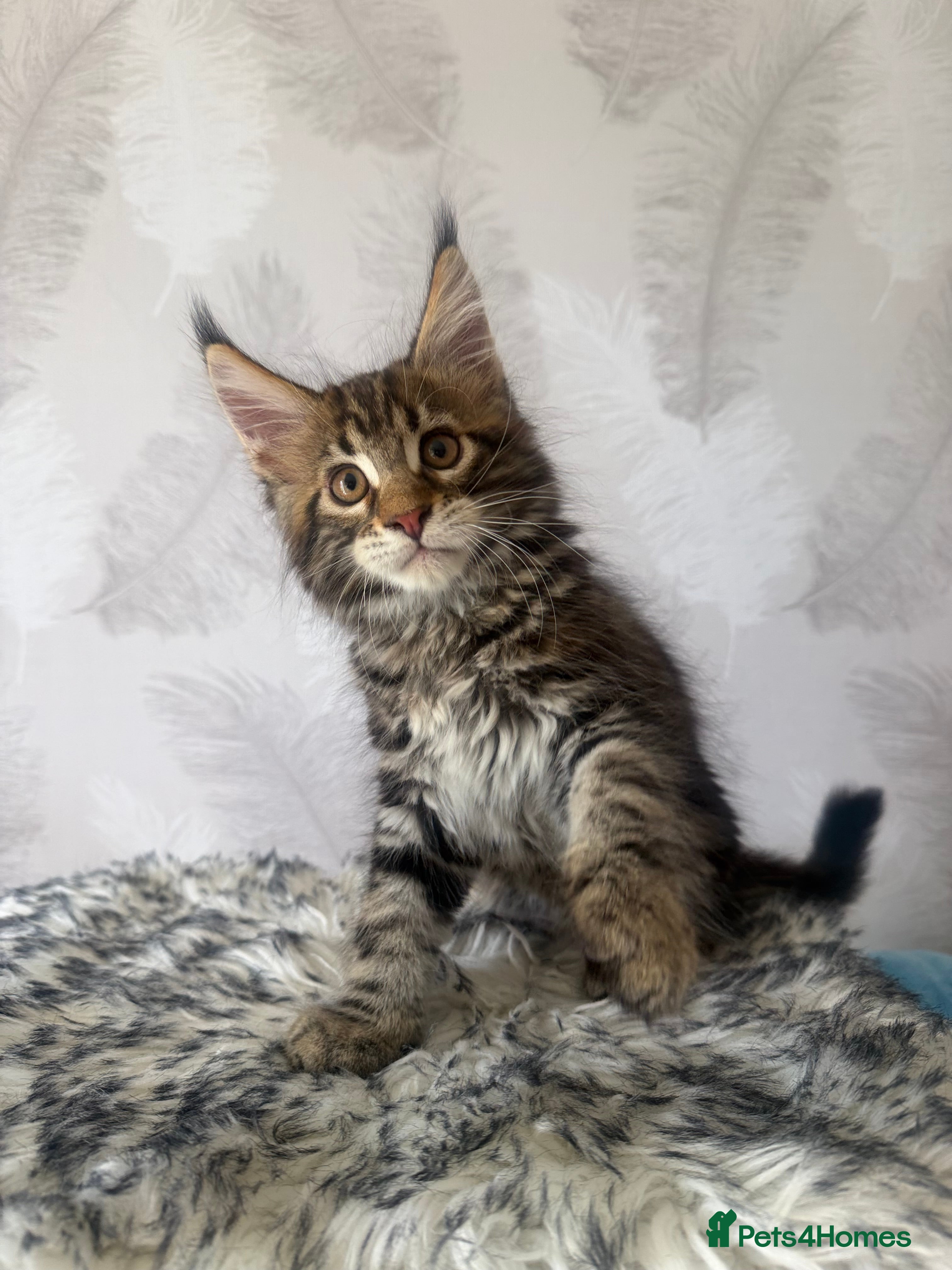 Maine Coon cats TICA registered Maine Coon kittens - Advert 2
