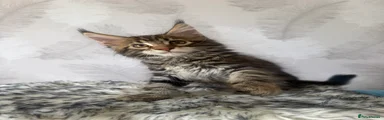 Maine Coon Kitten 6