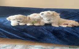 Bichon Frise dogs for sale: 4 adorable bichon puppy’s  - Image 11