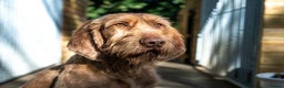 Hungarian Vizsla dogs for stud: Lovely, biddable and kind WIREHAIRED VISZLA STUD  in Durham - Advert 4