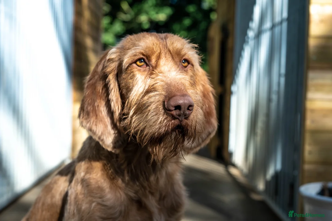 Hungarian Vizsla dogs for stud: Lovely, biddable and kind WIREHAIRED VISZLA STUD  in Durham - Advert 4