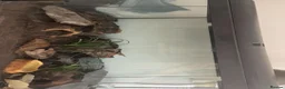 Leopard Gecko reptiles for sale: Looking for an Experienced Forever Home in Ipswich - Advert 2