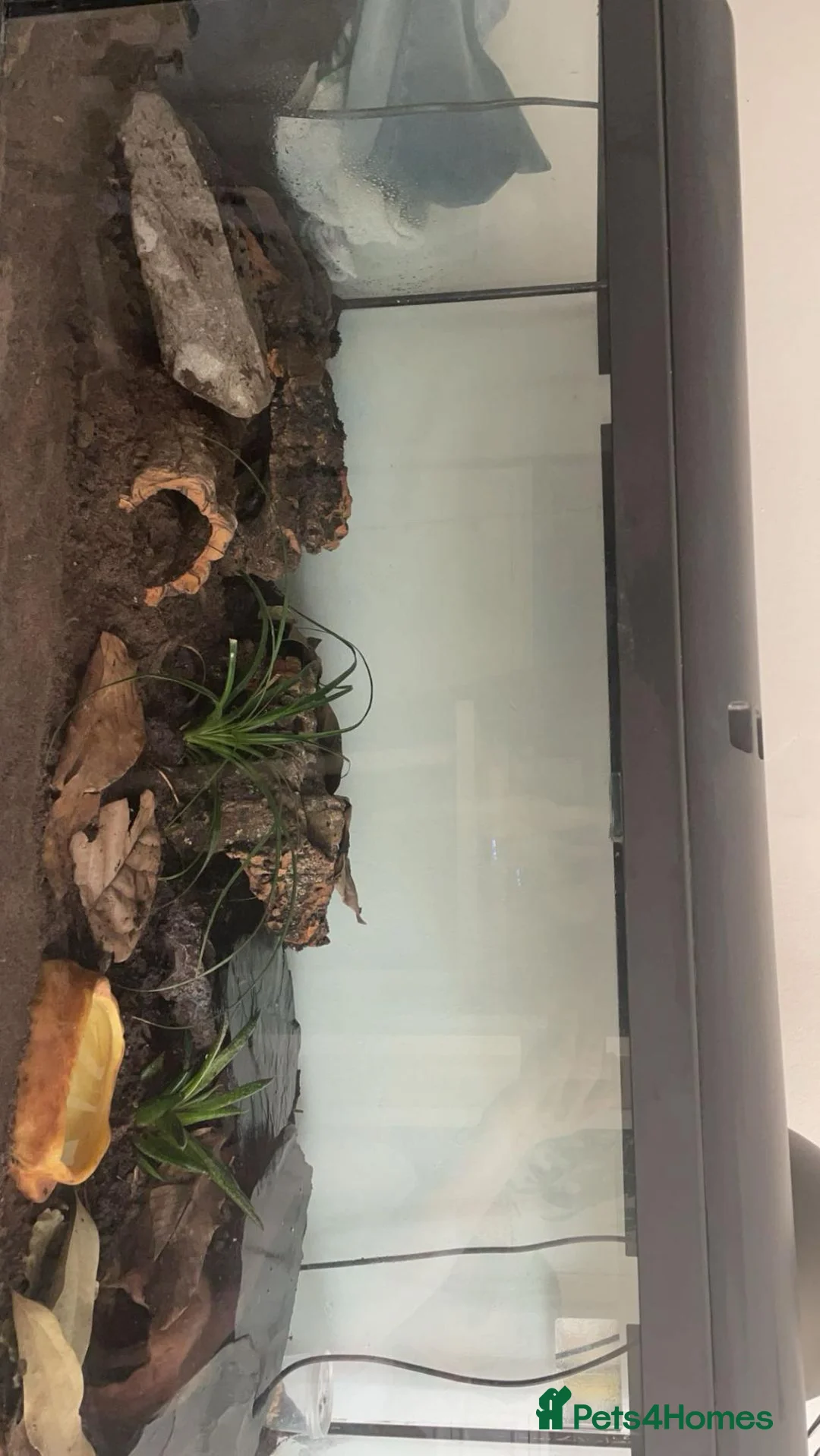 Leopard Gecko reptiles for sale: Looking for an Experienced Forever Home in Ipswich - Advert 2