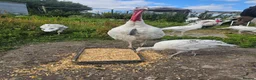 Turkeys poultry for sale: crollwitzer turkeys  in Stanley - Advert 2