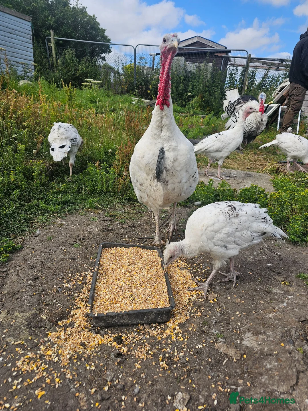 Turkeys poultry for sale: crollwitzer turkeys  in Stanley - Advert 2
