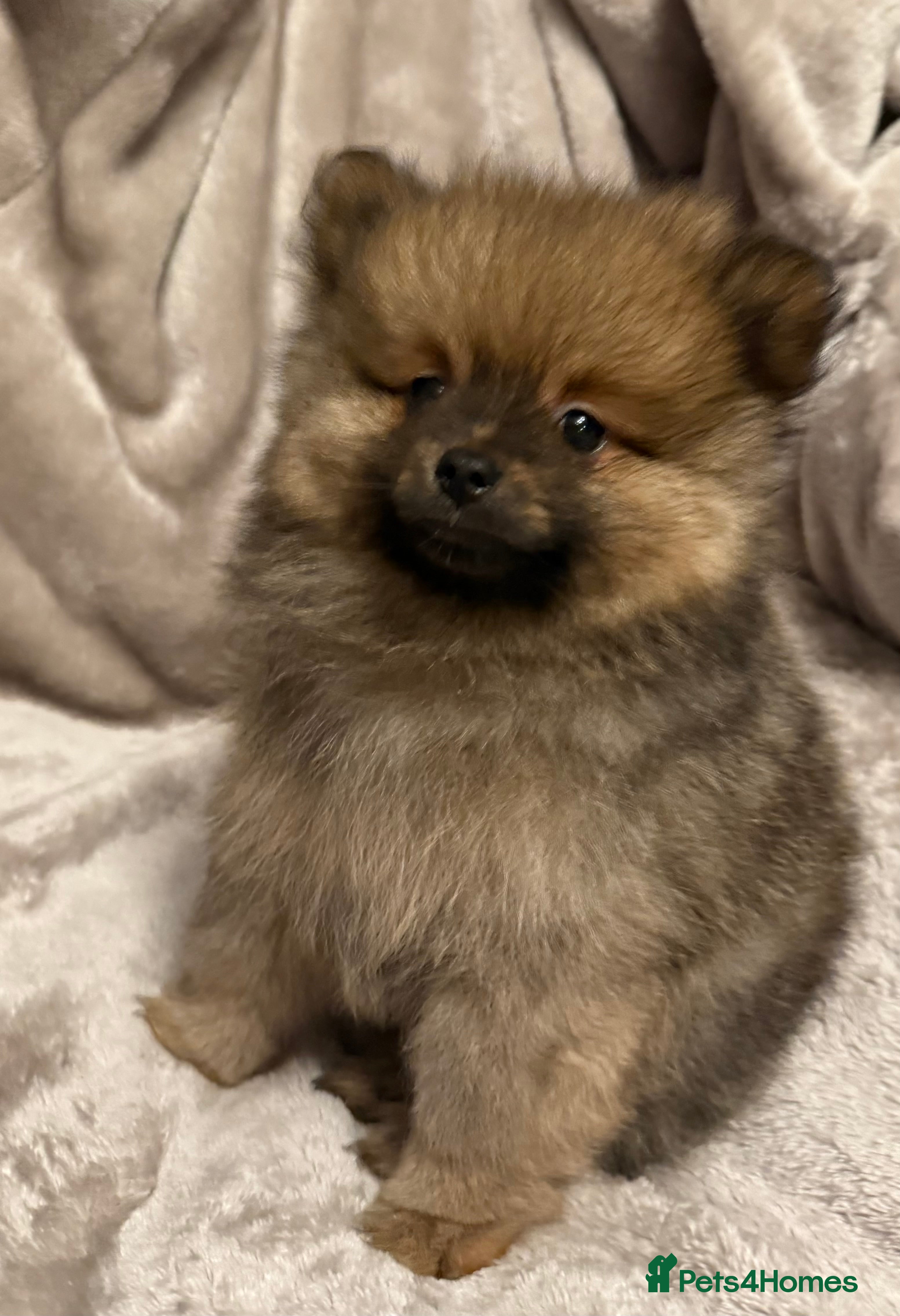 Pomeranian dogs Fully Vaccinated Orange Sable Boy Pomeranian 💙 - Advert 17