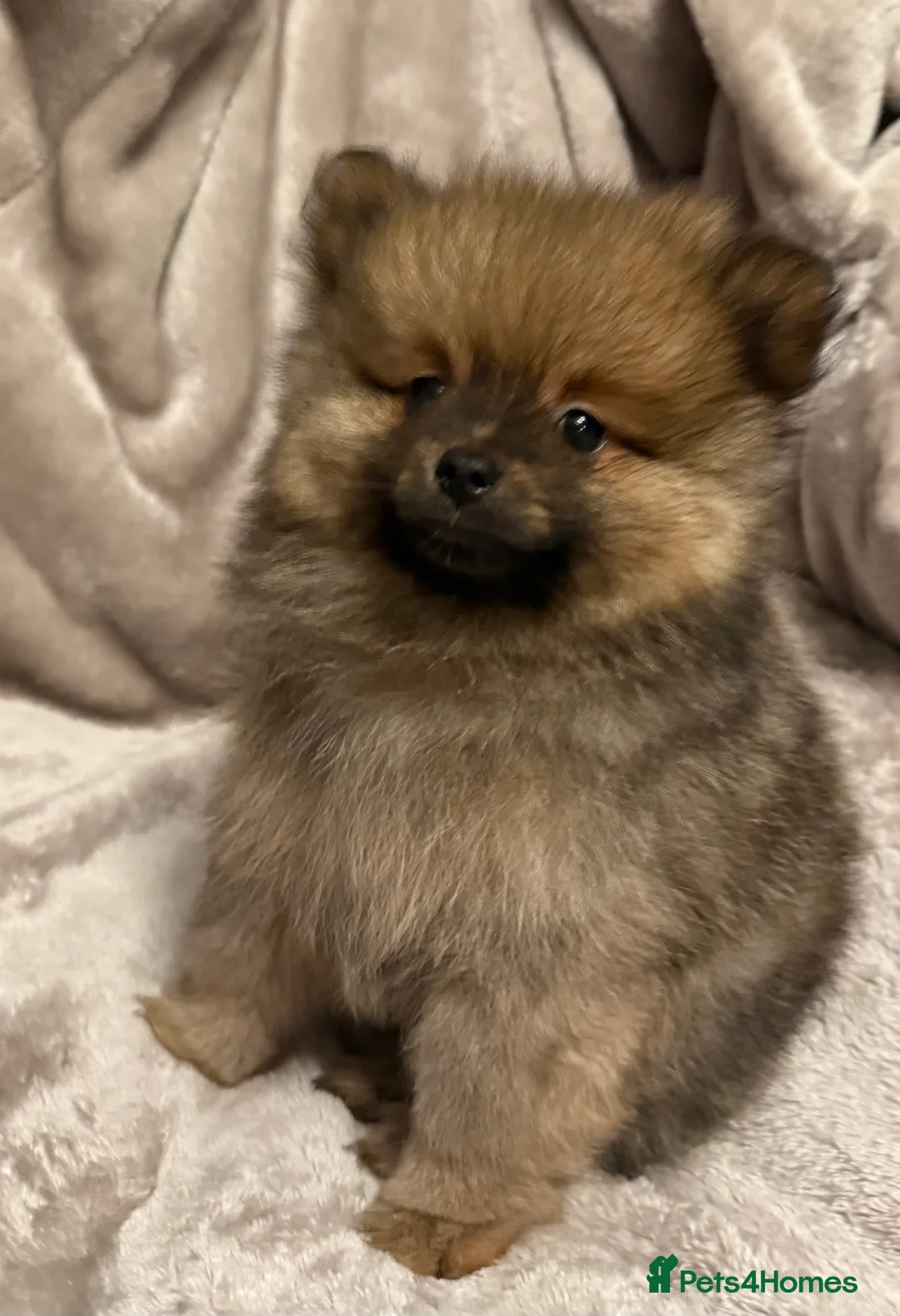 Pomeranian dogs for sale: Fully Vaccinated Orange Sable Boy Pomeranian 💙 - Advert 7