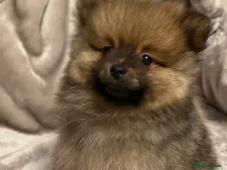 Pomeranian dogs Fully Vaccinated Orange Sable Boy Pomeranian 💙 - Advert 17