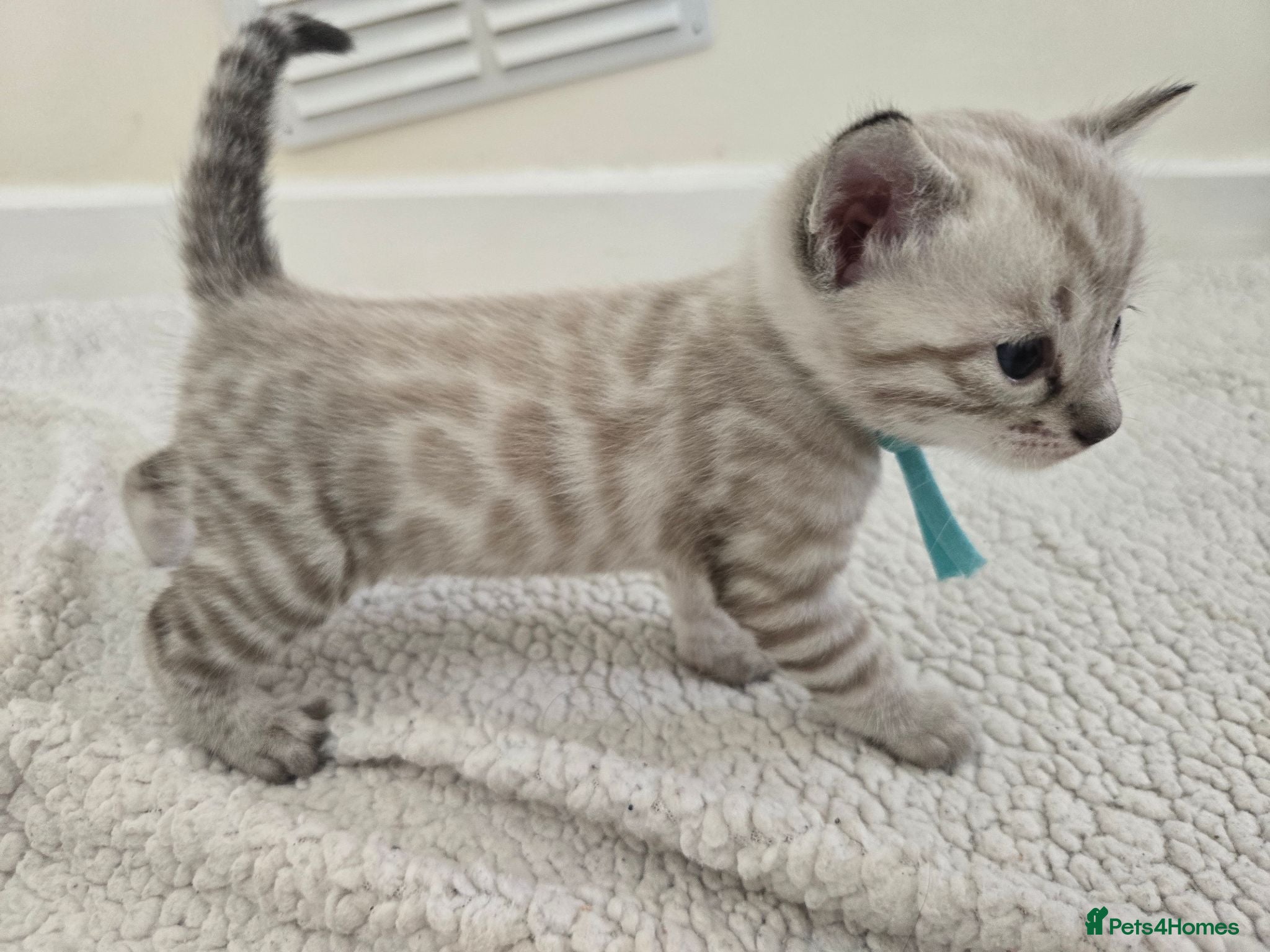 Bengal cats 🌟 Stunning pure bengal snow kittens 🎉 - Advert 18
