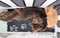 German Shepherd dogs for sale: Ready now pedigree German shepherd puppies - Image 10