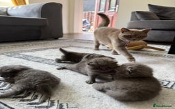 British Shorthair cats for sale: Five cute and naughty kittens for sale - Image 6