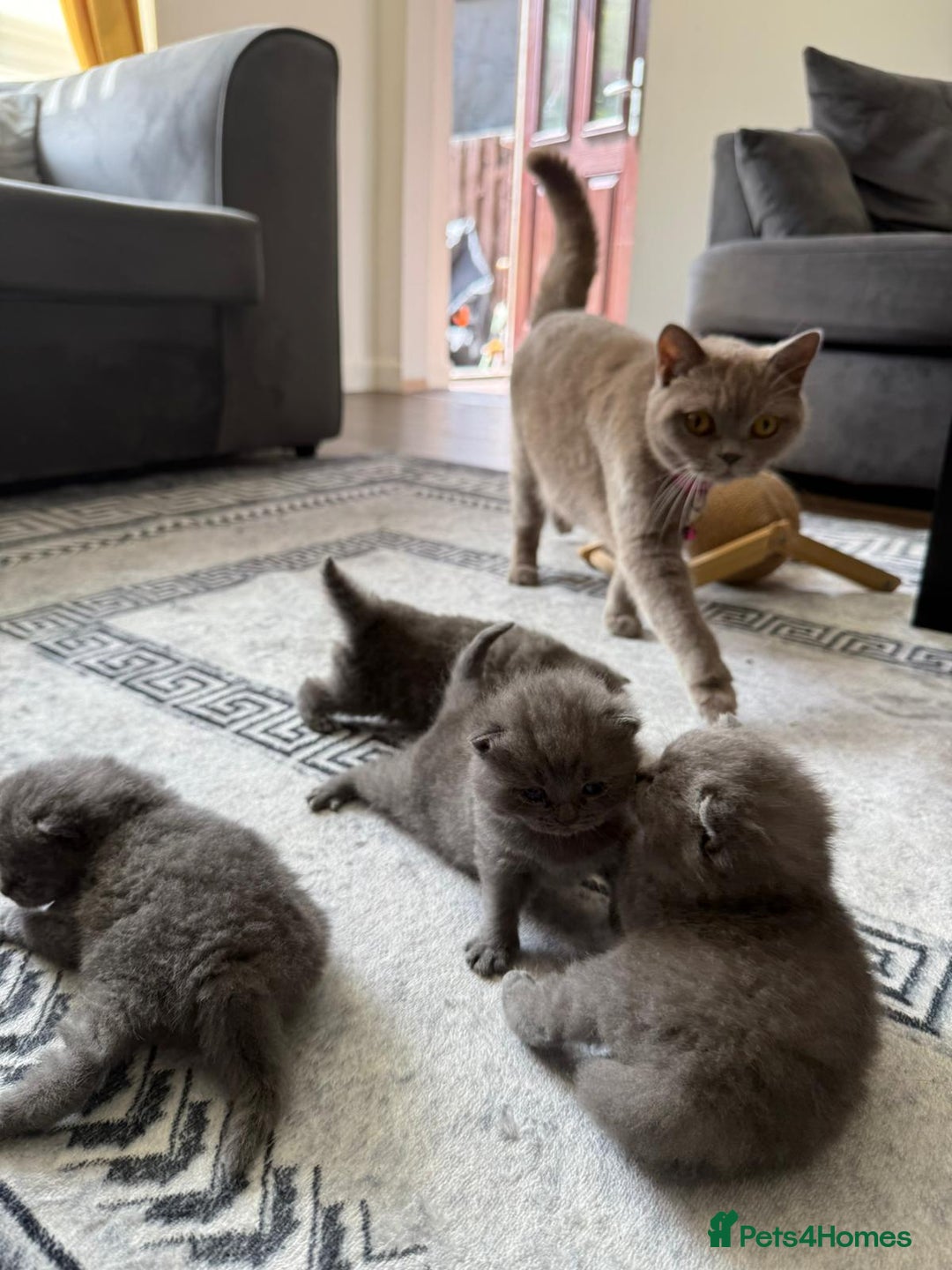 British Shorthair cats for sale: Five cute and naughty kittens for sale - Image 6