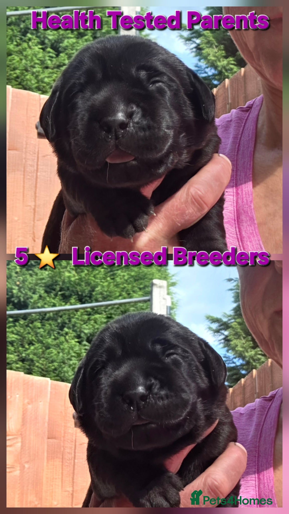 Labrador Retriever dogs Beautiful Black Labrador Puppies  - Advert 1
