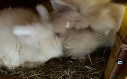 Lionhead rabbits for sale: Family of 6 rabbits for sale ready to leave now - Image 7