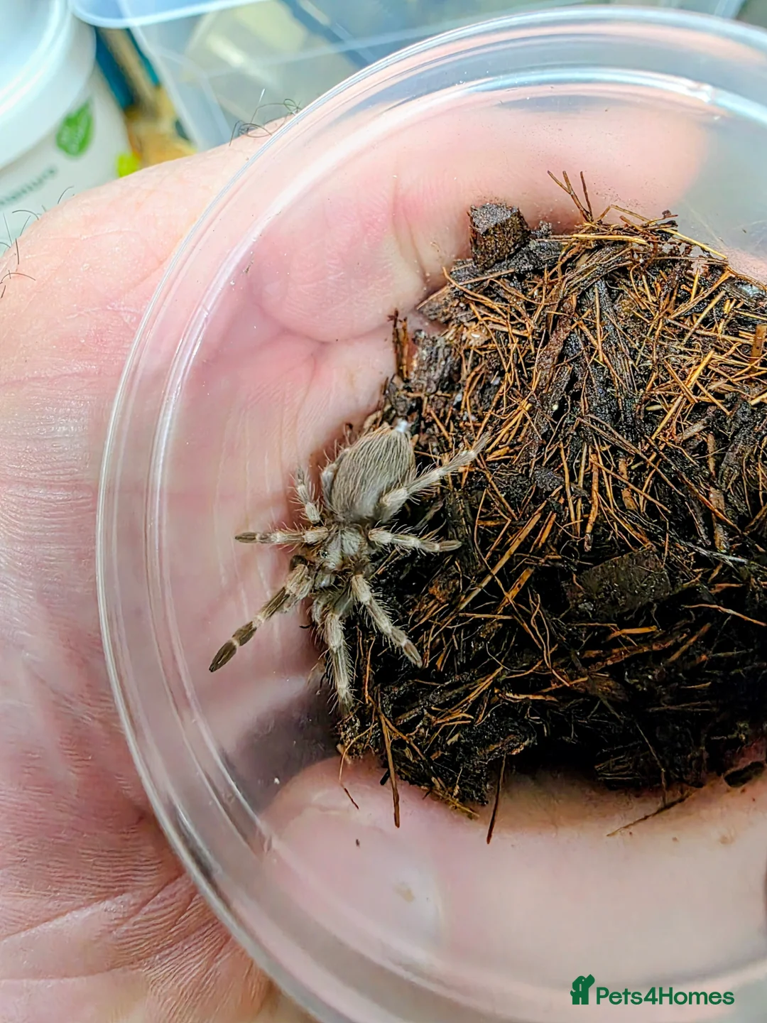 Spiders invertebrates for sale: Vitalius Chromatus Tarantula slings - Advert 1