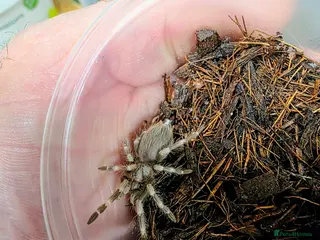 Spiders invertebrates Vitalius Chromatus Tarantula slings - Advert 3