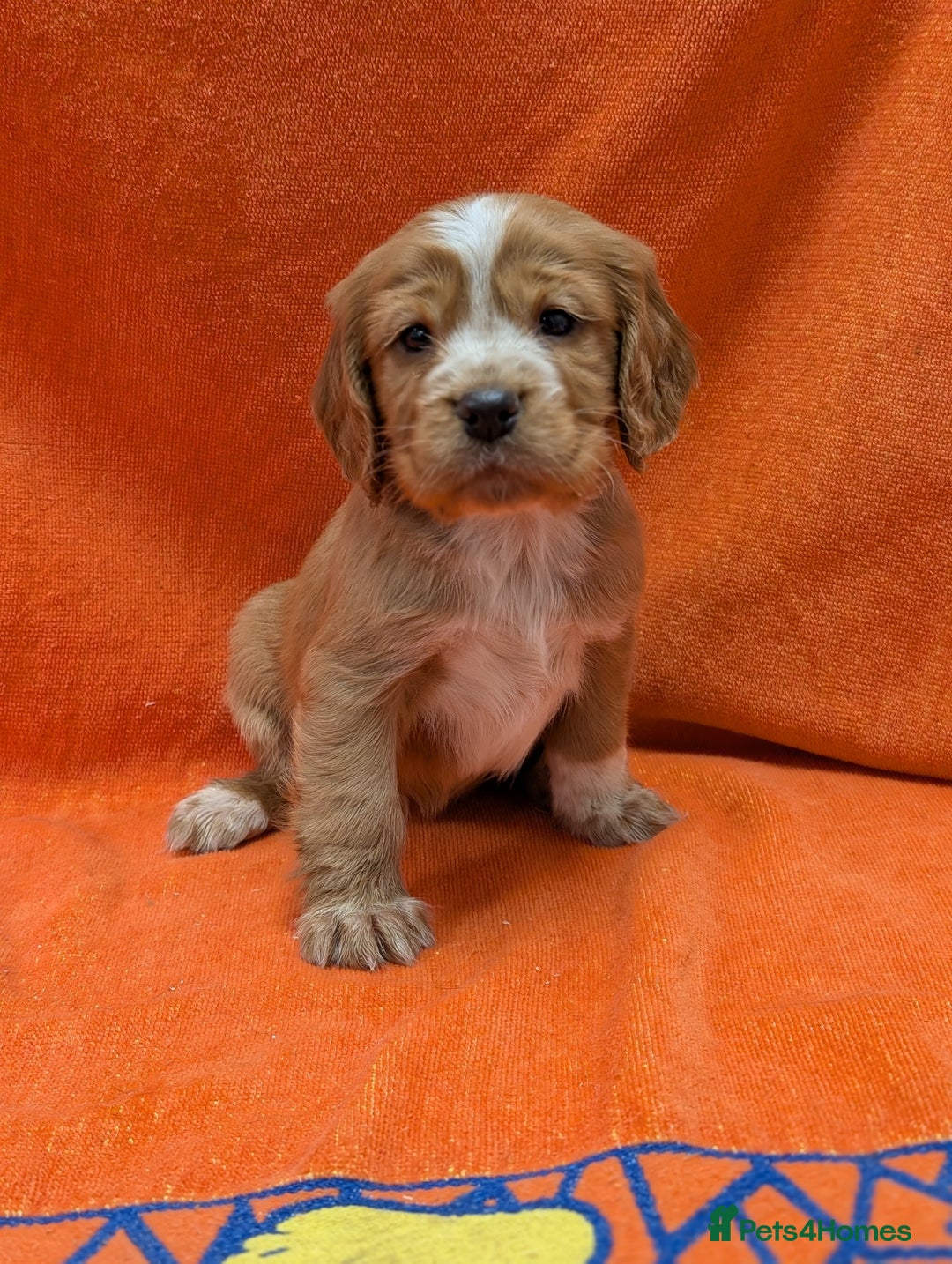 Cocker Spaniel dogs for sale: Ready now! KC registered, health tested cocker  - Advert 15