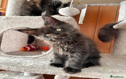 Maine Coon cats for sale: Maine coon - Image 17