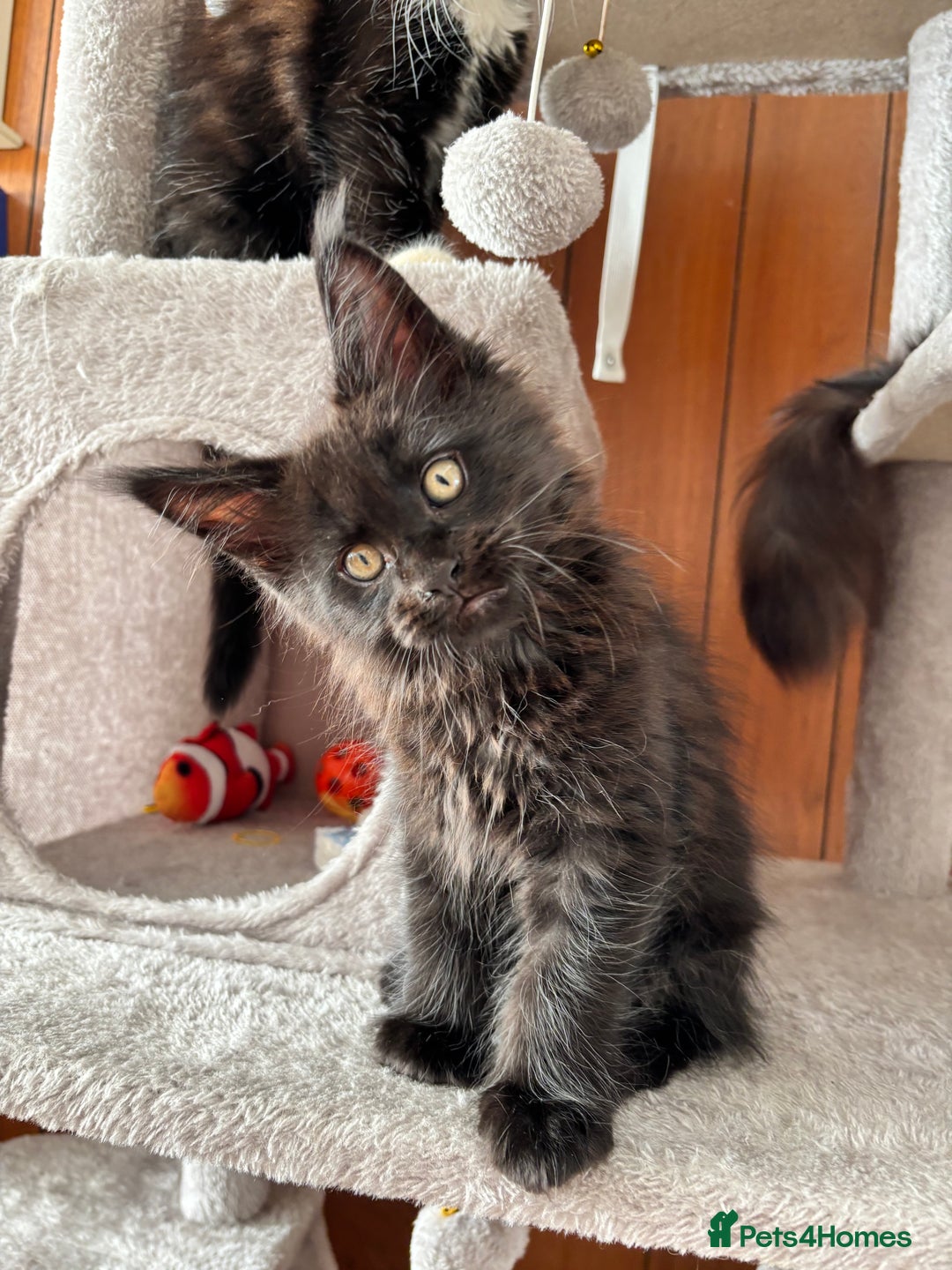 Maine Coon cats for sale: Maine coon - Image 17