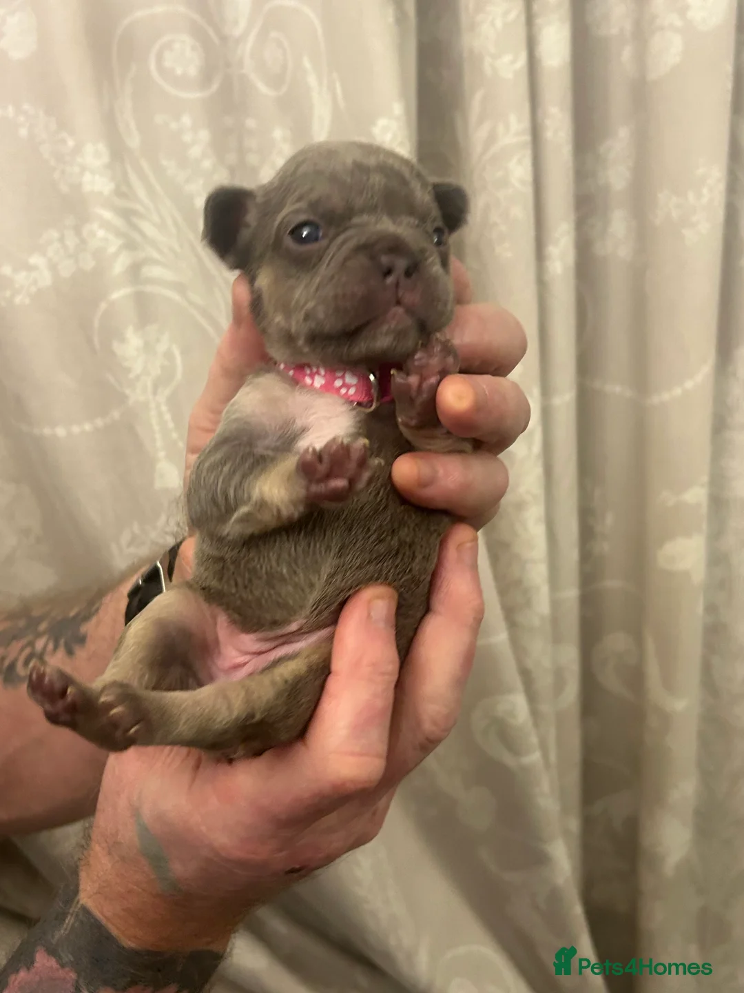 French Bulldog dogs for sale: 9 top quality fluffy carrying french bulldogs  - Advert 12