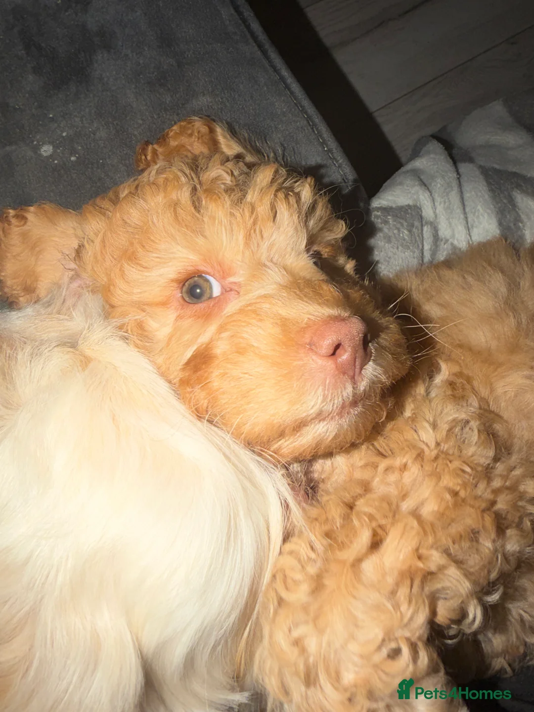 Cockapoo dogs for sale: Female cockapoo - Advert 9