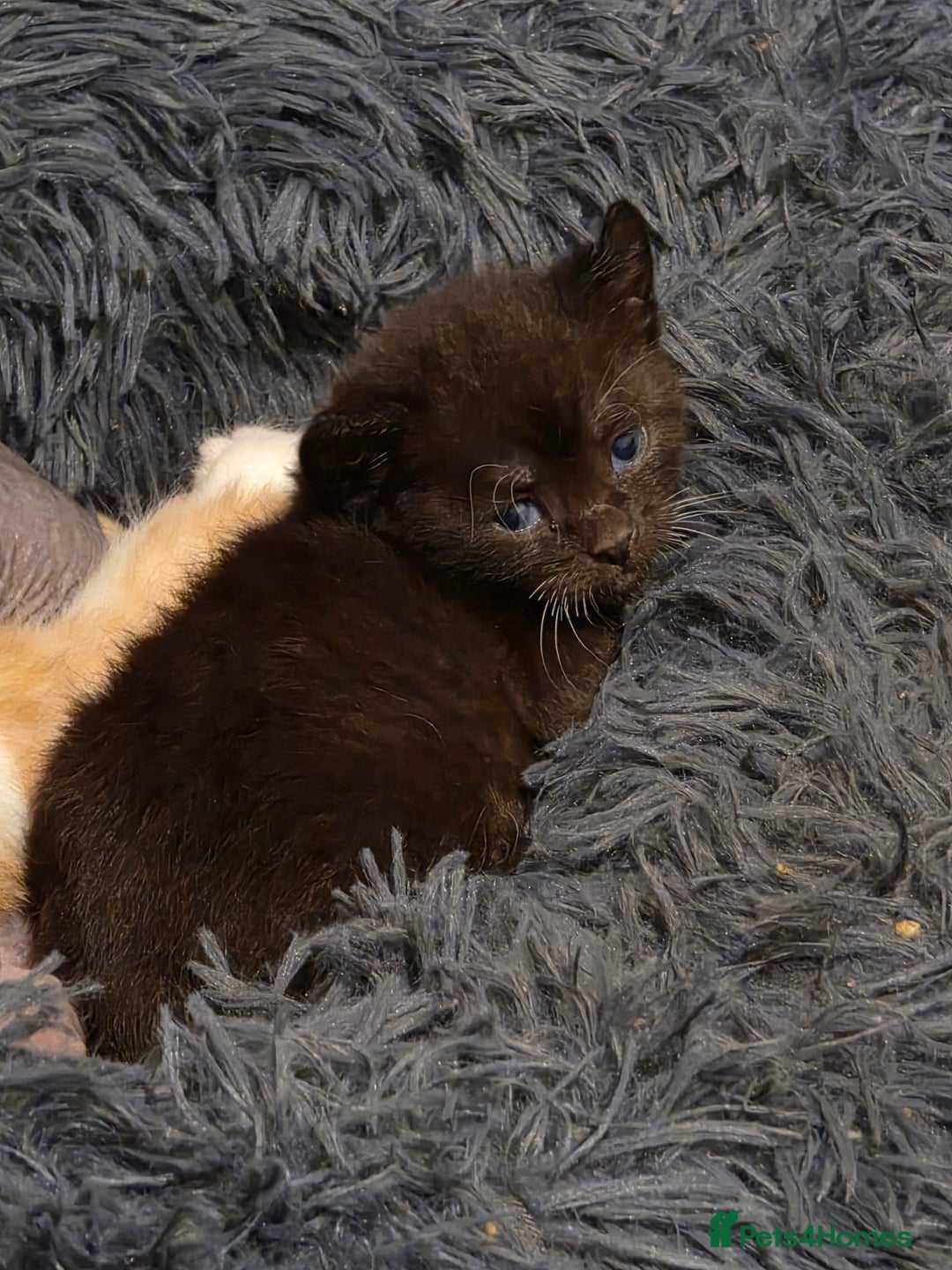 Mixed Breed cats for sale: Adorable Male Kitten – Sphynx x Devon Rex Cross - Advert 13