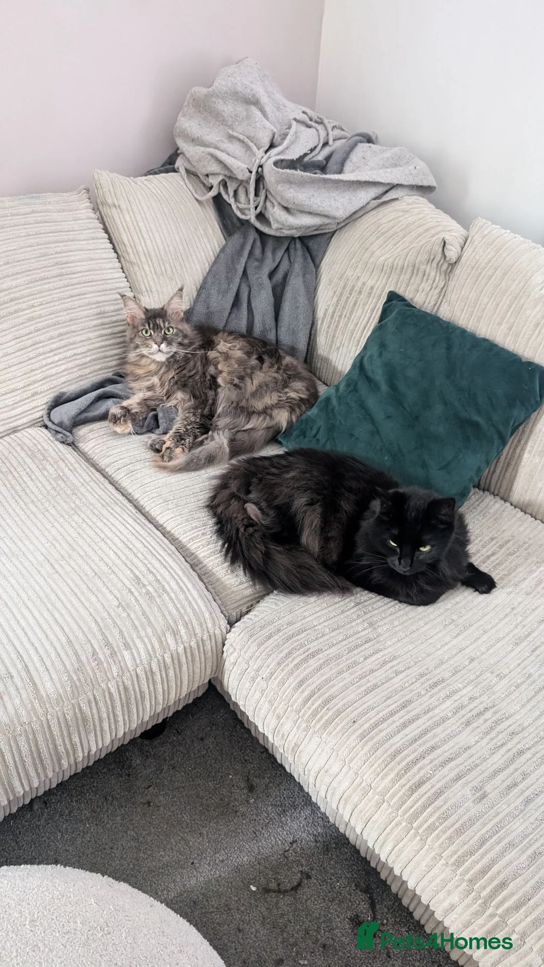 Maine Coon cats for sale: Indy - Maine coon  - Advert 2