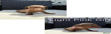 Miniature Dachshund Puppy 4