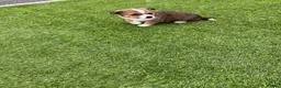Jack Russell dogs for sale: 7 beautiful jack Russel puppies for sale - Advert 12